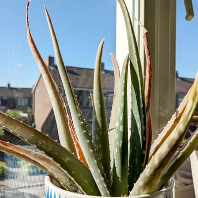 Aloe Vera Plant - Large Plant Around 30-40cm in Height - Decorative Pot Not Included - for The Home Or Office