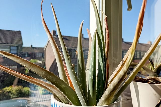 The ultimate guide for taking care of an Aloe Vera