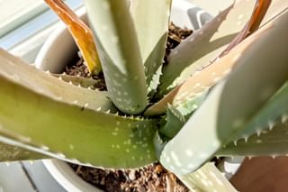 Aloe Vera leaves Aloe Vera leaves