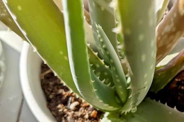 How to care for an Aloe Vera
