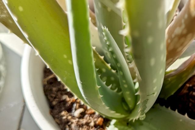 aloe-vera-new-leaf.jpg