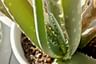 How to care for an Aloe Vera