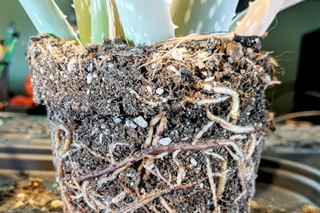 The best soil for an Aloe Vera The best soil for an Aloe Vera