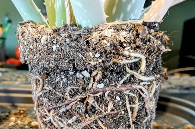 The best soil for an Aloe Vera