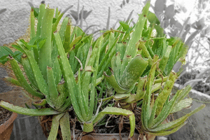 Waarom zijn mijn Aloë Vera bladeren slap, vochtig en vallen ze af?