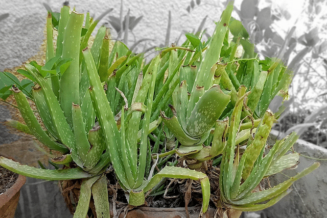 aloe-vera-with-leaf-damage.png