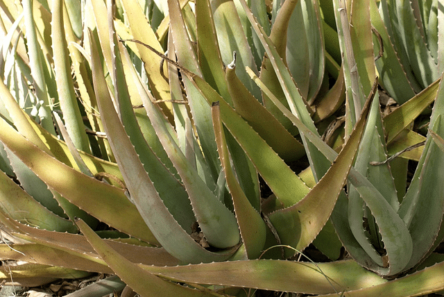 aloe-vera-yellowing-leaves.png