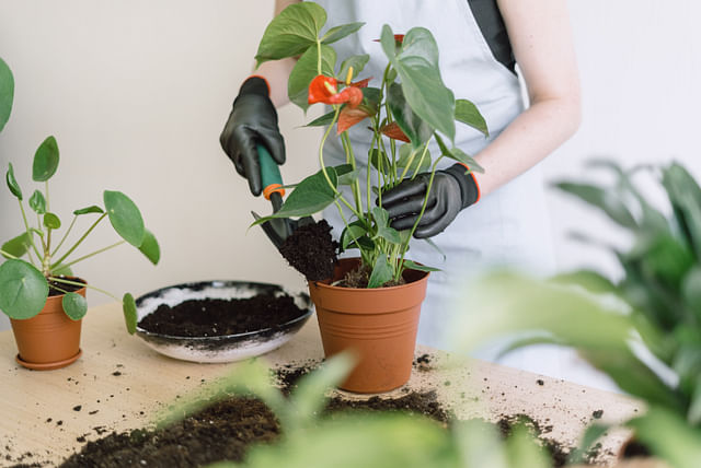 anthurium-wordt-verpot.jpg