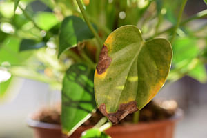 ¿Qué debo hacer si mi planta tiene puntas marrones en las hojas?