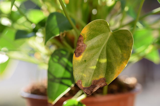 Anthurium leaf with burn marks