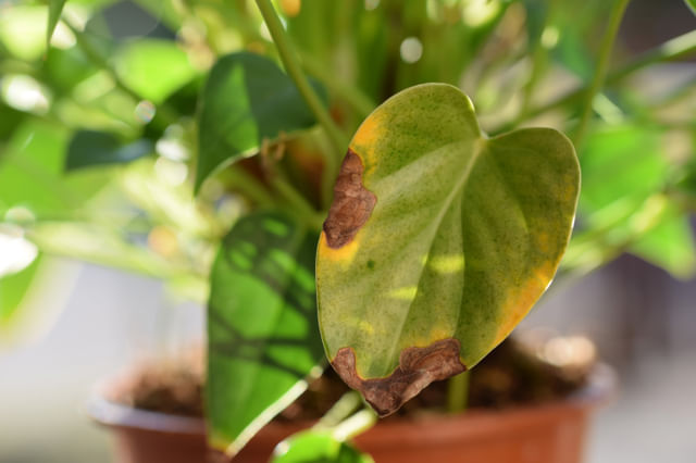Que dois-je faire si les extrémités des feuilles de ma plante sont brunes ?