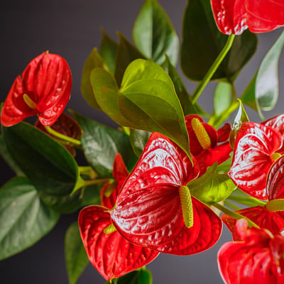Anthurium rood in sierpot Molly Geel – bloeiende kamerplant – flamingoplant – ↕40-50cm - Ø13 – geleverd met plantenpot – vers uit de kwekerij