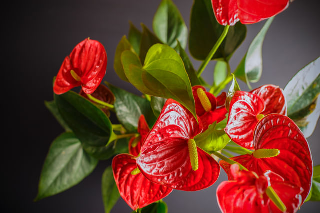 Hoe verzorg je een Anthurium (Flamingo plant)?
