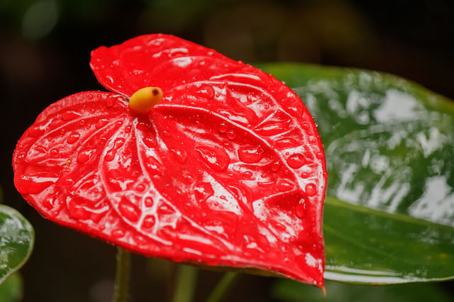 Anthurium with water drops