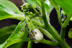 How to get rid of aphids on houseplants