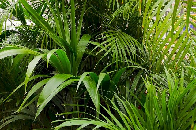 Areca palm collection