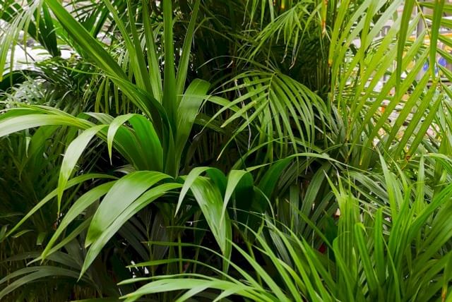 Grote Areca Palm
