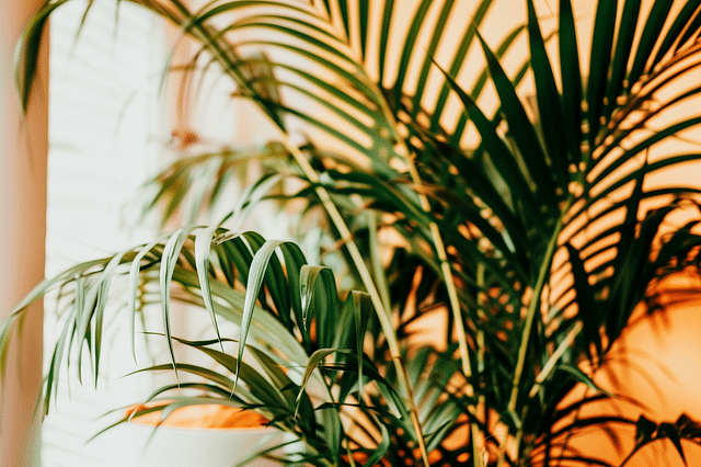 Areca palm indoors