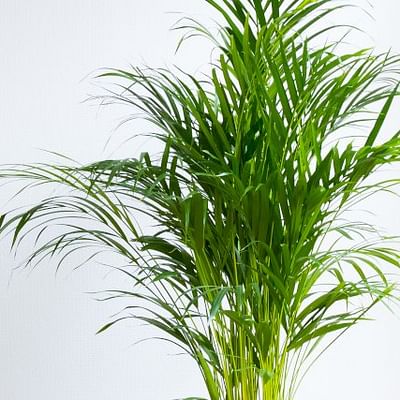 Costa Farms Cat Palm Chamaedorea cataractarum Live Plant, 3-Feet Tall, 3-Foot, Grower Pot