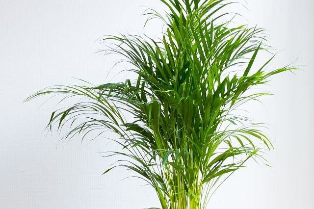 The ultimate guide for an Areca Palm