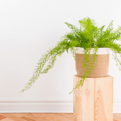 Asparagus setacea Plumosus Gemeenschappelijke Kant Varen Live Indoor Kamerplant in 12 cm Pot