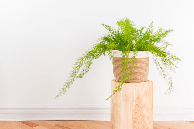The ultimate guide to taking care of an Asparagus Fern