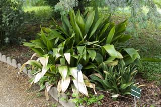 Cast iron plant with brown leaf tips Cast iron plant with brown leaf tips