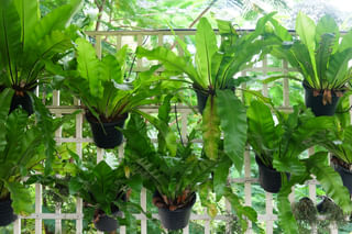 The ultimate plant care guide for the Asplenium (Bird's Nest Fern) The ultimate plant care guide for the Asplenium (Bird's Nest Fern)