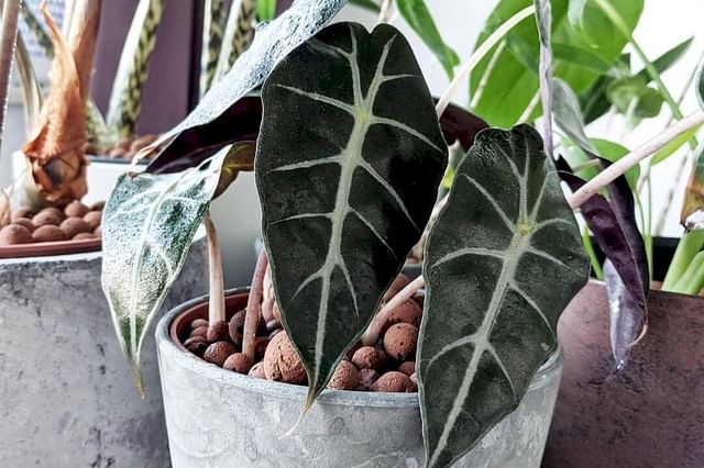 Baby Alocasia Polly leaves