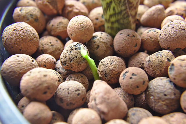 How to Use LECA (expanded clay pebbles) to repot your house plants 