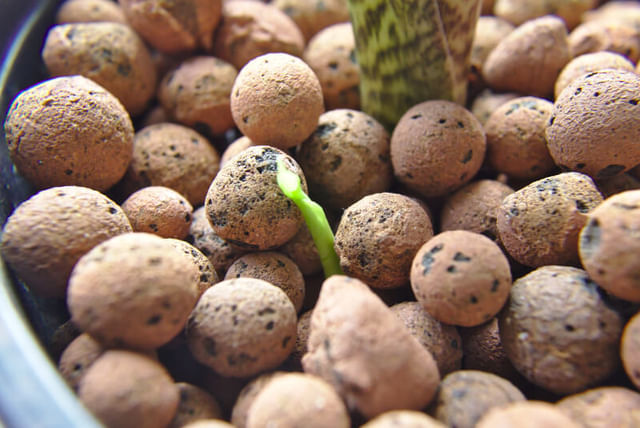 Alocasia Zebrina planted in Leca