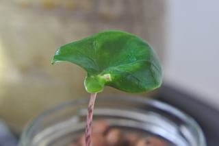 "Baby Alocasia Zebrina" "Baby Alocasia Zebrina"