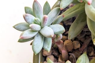 Baby echeveria growing in rocks Baby echeveria growing in rocks