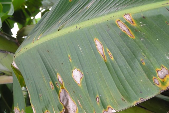banana-leaf-with-leaf-spot.jpg