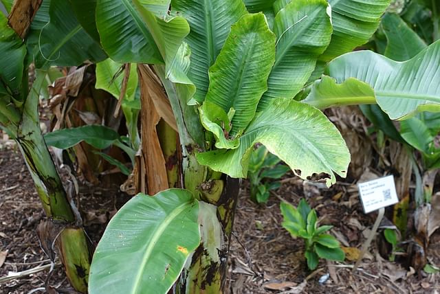 banana-plant-in-forest.jpg