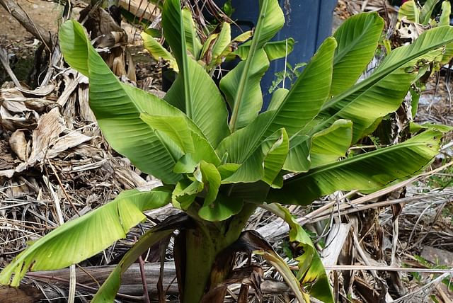 banana-plant-needs-pruning.jpg