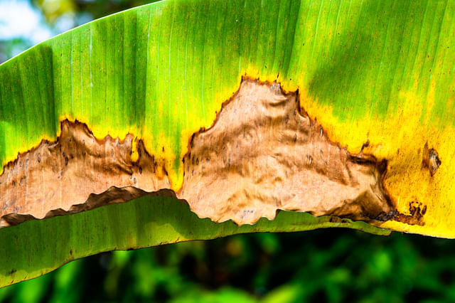 Banana plant with a sunburn on its leaf