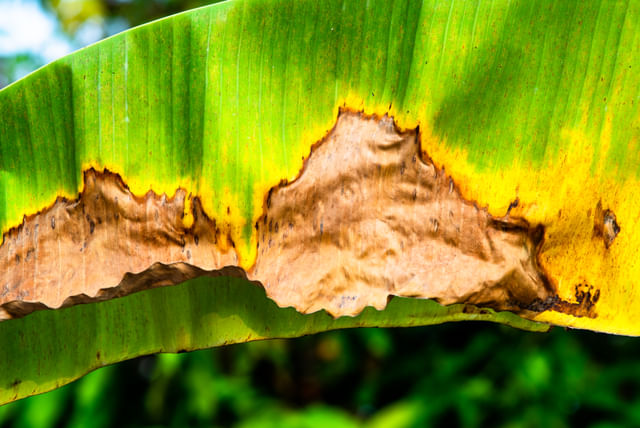 Bananenplant met een zonnebrand op zijn blad