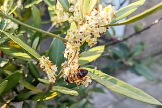 Bee on a flower in the garden Bee on a flower in the garden