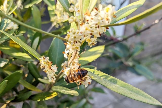 Bij op een bloem in de tuin Bij op een bloem in de tuin