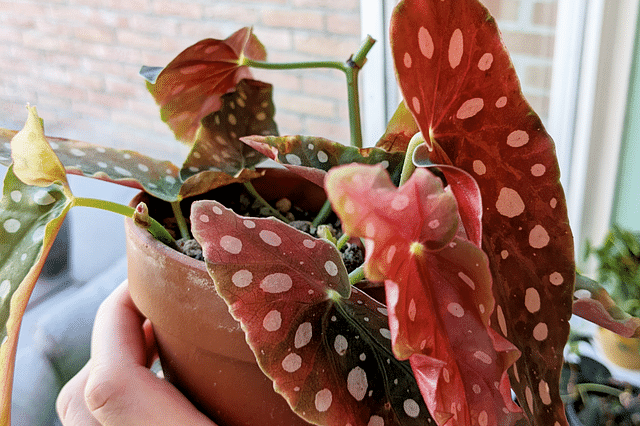 How to care for a Begonia Maculata (Polka dot plant) (2023) - Plant care for Beginners