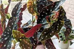 How to care for a Begonia Maculata (Polka dot plant)