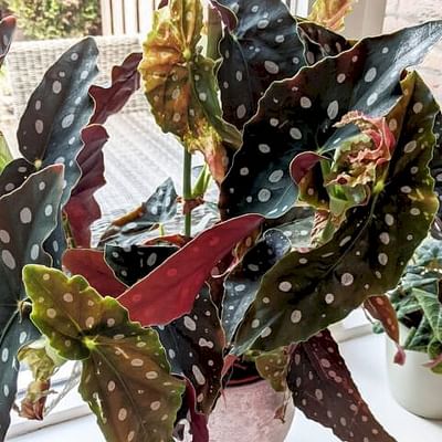 Begonia Maculata - forelbegonie - kleurrijke kamerplant in cultuurpot - hoogte +/- 25 cm inclusief pot - 12 cm diameter (pot) - echte plant rood blad