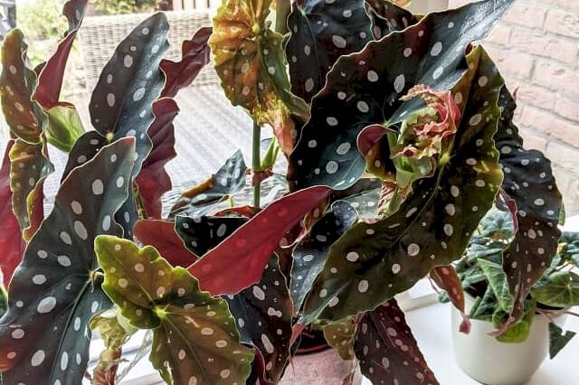 The ultimate guide for Begonia plant care