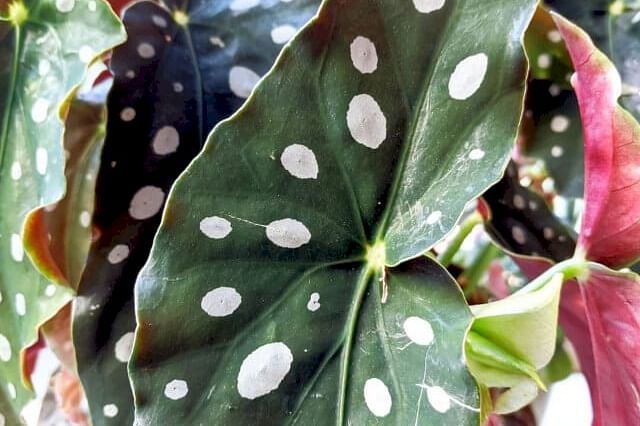 Begonia Maculata leaf pattern
