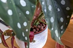 Hoe kweek je een Begonia Maculata in Leca?