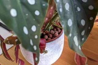 Begonia Maculata planted in Leca Begonia Maculata planted in Leca