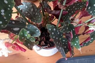 Begonia Maculata planted in soil Begonia Maculata planted in soil