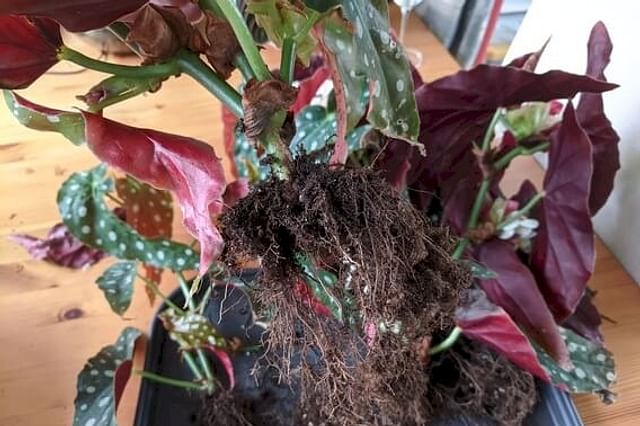 Begonia Maculata with clean roots