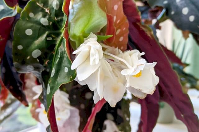 Begonia Maculata with flowers
